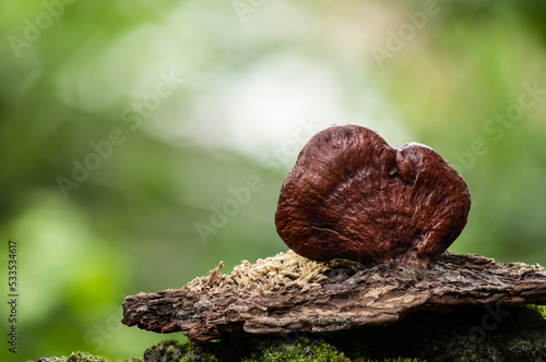 Reishi or lingzhi Mushroom on nature background.