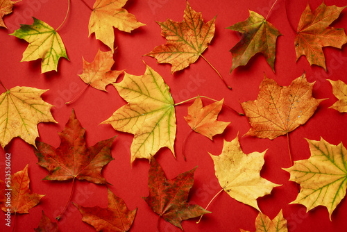 Colorful maple leaves pattern on red background. Autumn composition. Flat lay  top view.