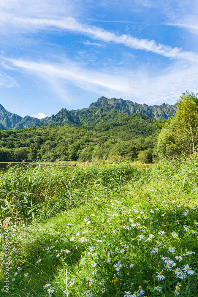 戸隠山を背景に咲くシロヨメナ【妙高戸隠連山国立公園】／日本長野県