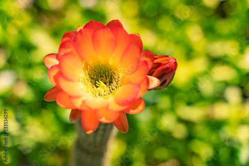 Cactus Acanthocalycium glaucum with large red flower. photo