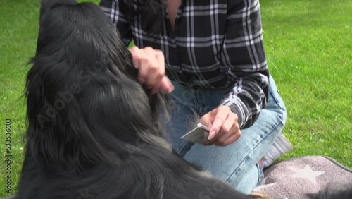 The young woman is the owner of Pure breed Dog Hovawart dog, she combs the dog`s hair with a comb in the garden. Domestic animals, pet hair care. photo