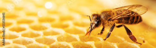 A bee works on honeycombs. Close-up, selective focus.