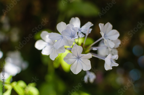 close up detail of forget me not flowers with bokeh background