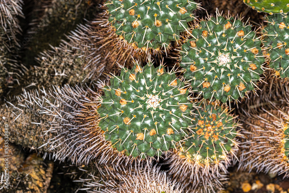 Mother of Hundreds Cactus (Mammillaria compressa) Mother of Hundreds Cactus (Mammillaria compressa)
