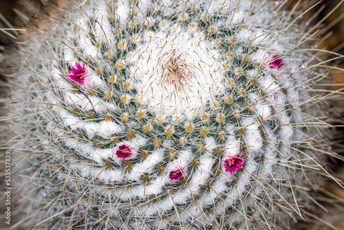 Twin Spined Cactus (Mammillaria geminispina) photo