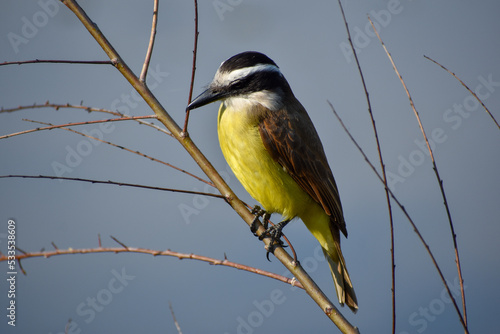 great kiskadee (Pitangus sulphuratus) perching photo