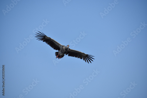 southern screamer  Chauna torquata   or crested screamer  flying