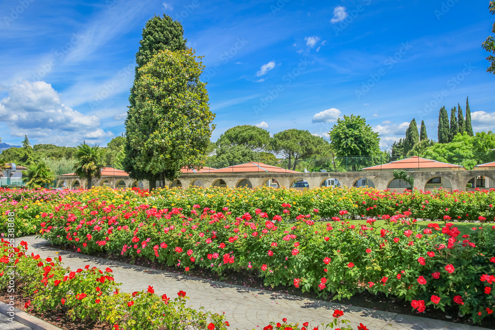 Idyllic public park with roses at springtime in Lazise, Lake Garda, Italy