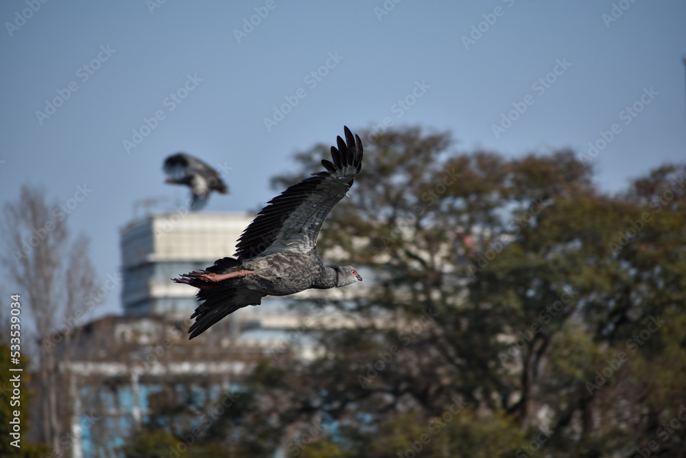 pair of southern screamer (Chauna torquata), or crested screamer, flying pair of southern screamer (Chauna torquata), or crested screamer, flying