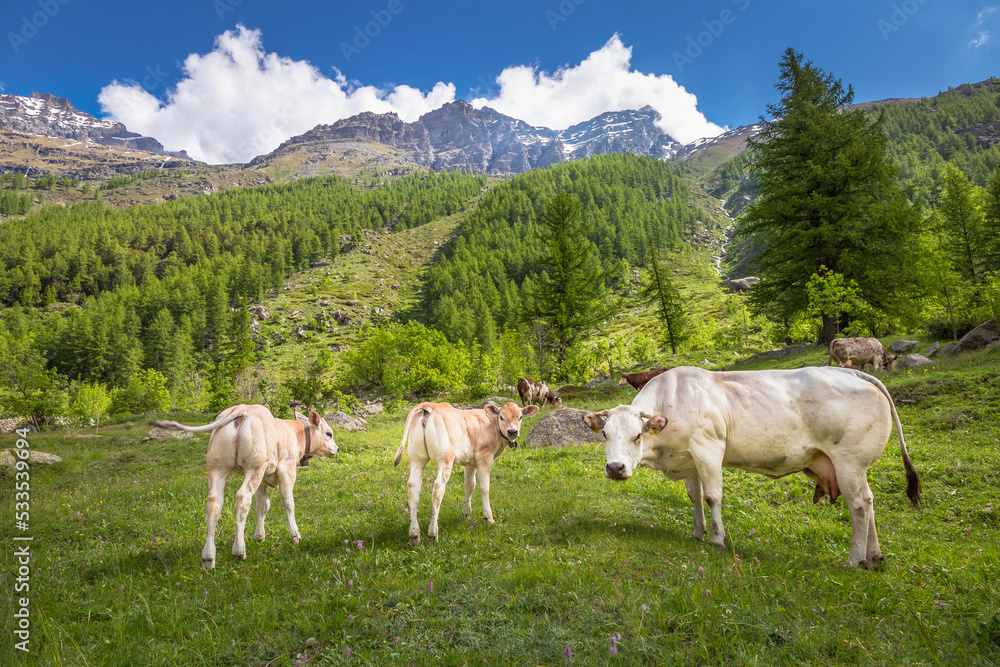 Swiss cows in the alpine landscape, Gran Paradiso, Northern Italy