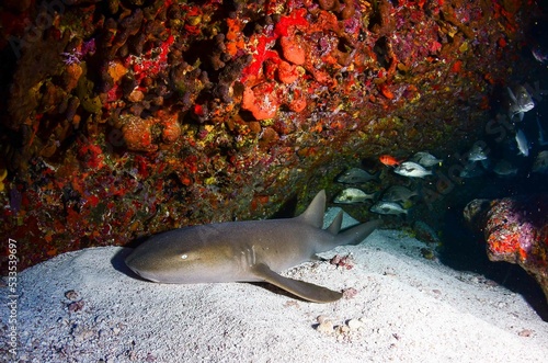 A nurse shark, reefs and fishes in Fernando de Noronha sea. Marine life. Scuba diving. Brazil photo