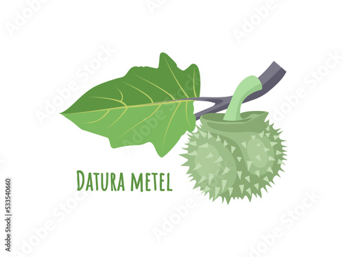 Vector illustration, metel fruit scientific name datura metel, herbal plant, isolated on white background. photo
