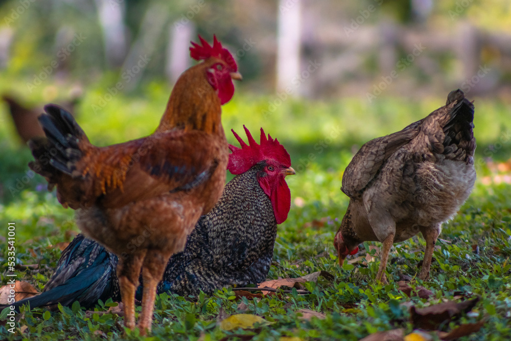 Fototapeta premium free range chickens on site