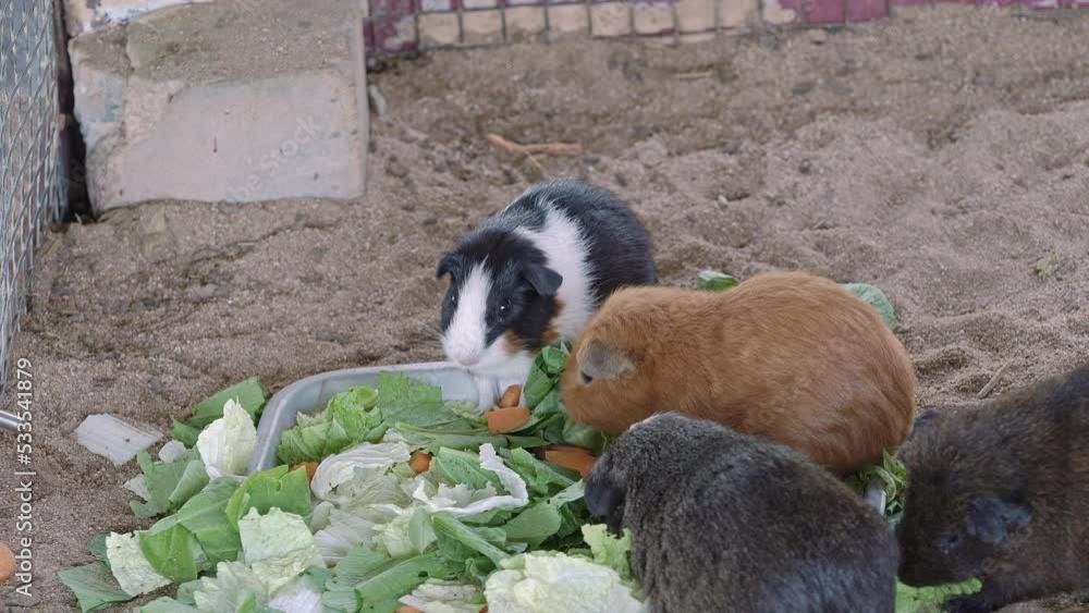 The American guinea pig is a small animal, with a round, rather fragile body, covered with thick, smooth hair, with a body length of about 35 cm and a weight of about 1.5 kg. The American guinea pig is a small animal, with a round, rather fragile body, covered with thick, smooth hair, with a body length of about 35 cm and a weight of about 1.5 kg.