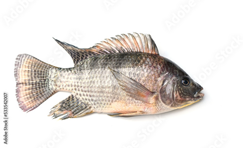 Tilapia isolated on white background, Fresh raw tilapia fish from the tilapia farm