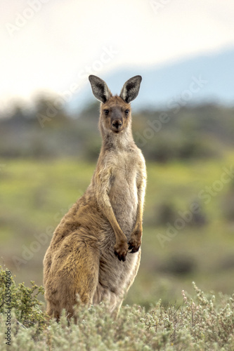 Vászonkép Red Kangaroo in South Australia