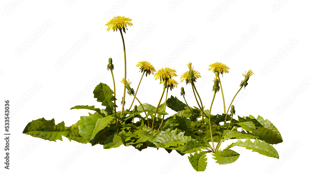 dandelion flowers and leaves, beautiful blooming plants, isolated