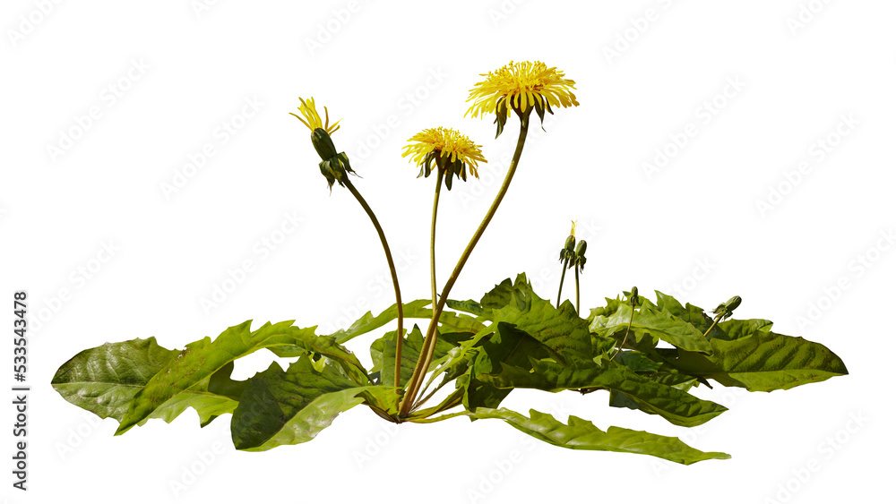 dandelion, blooming plant with blossom and leaves, isolated