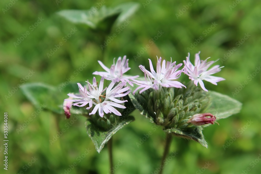 Purple wildflowers on natural green background in Florida nature, closeup Purple wildflowers on natural green background in Florida nature, closeup