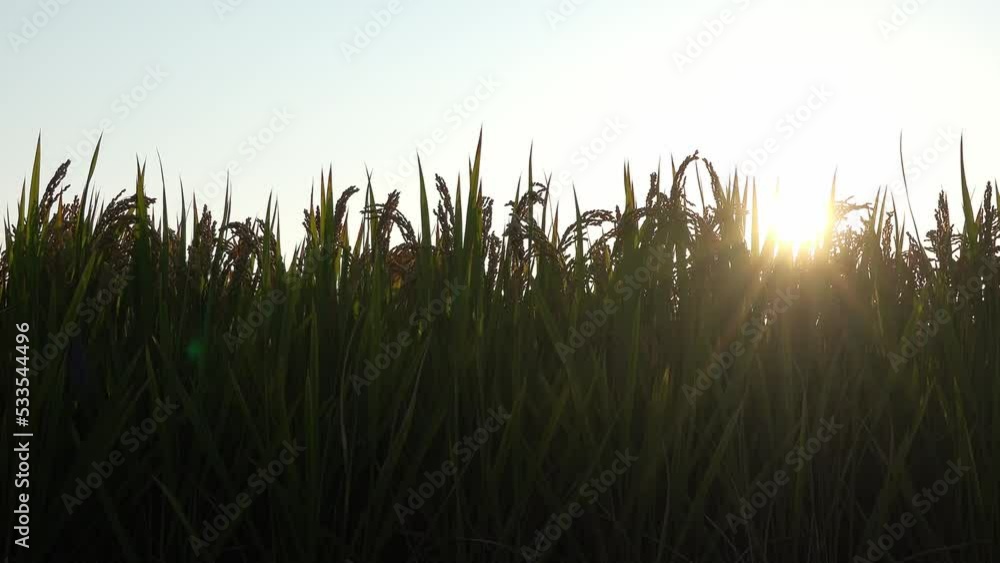 grass and sun grass and sun