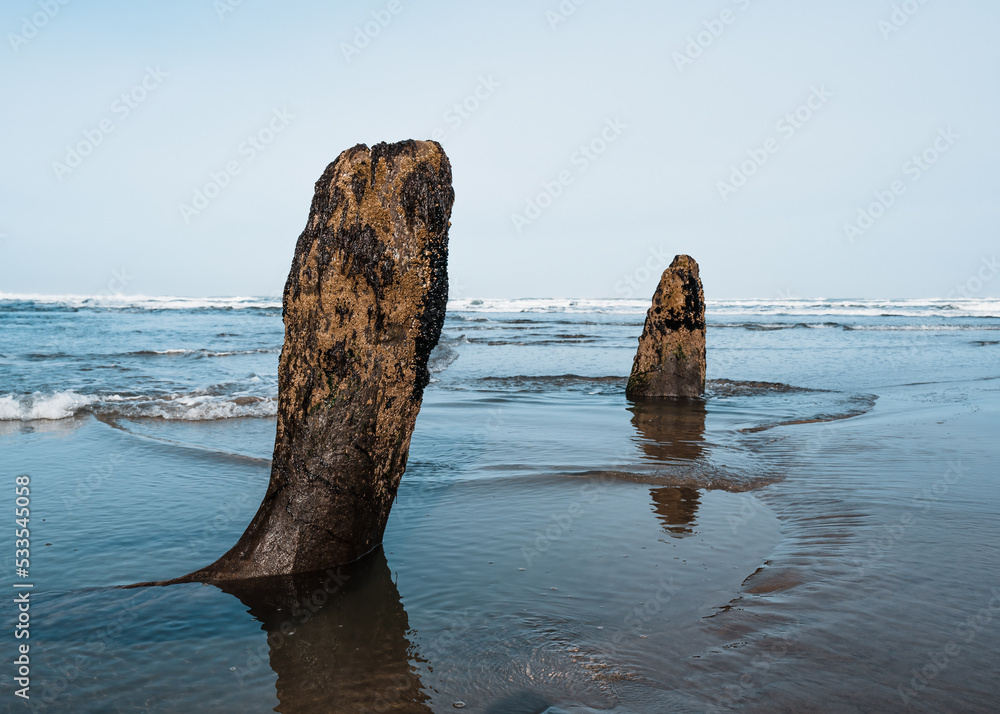 Petrified trees in Oregon ghost forest. Petrified trees in Oregon ghost forest.