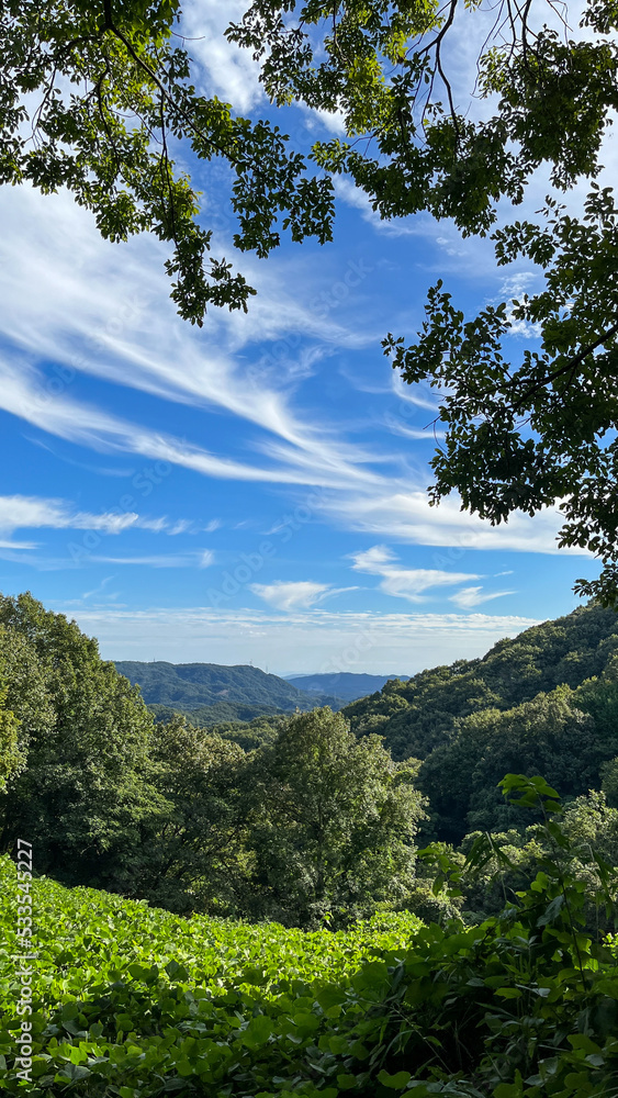 Obraz premium 吉備高原の森の中から眺める青空