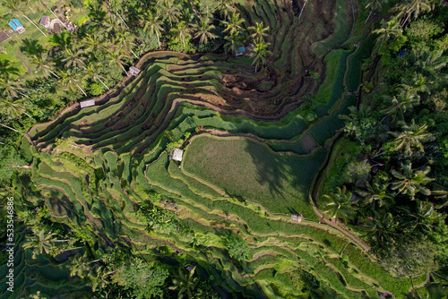 Bali, rice terraces of Tegallalang. Spectacular rice fields in narrow walley, to north of Ubud © Ara Creative