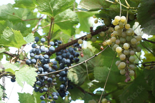 Fotografie bunch of grapes