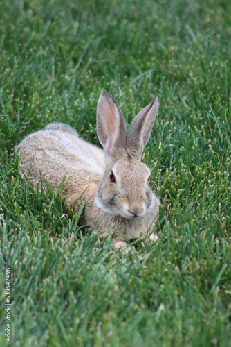 rabbit in the grass © Linda
