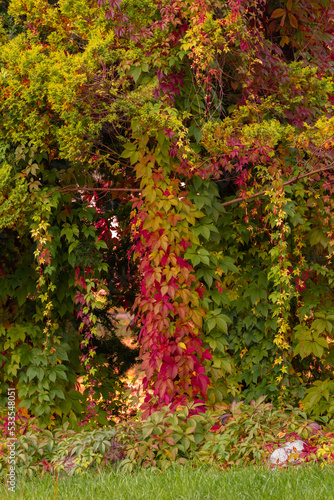 Roślinność jesienna i kolorowe liście