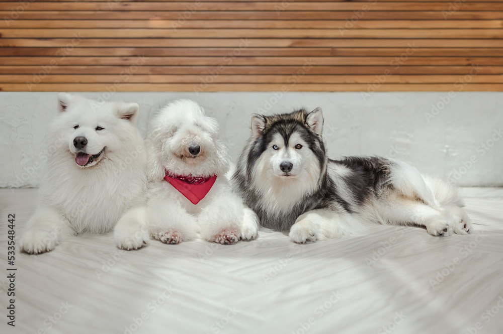 Fototapeta premium A adorable dogs laying on the floor