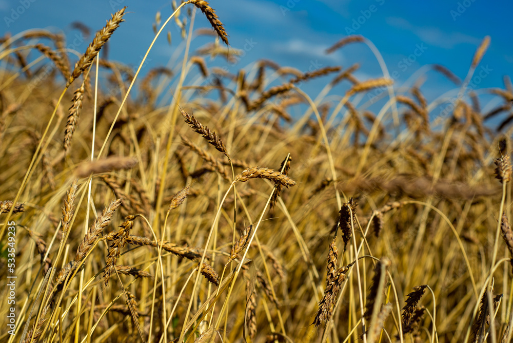 Fototapeta premium Ears of wheat in the field