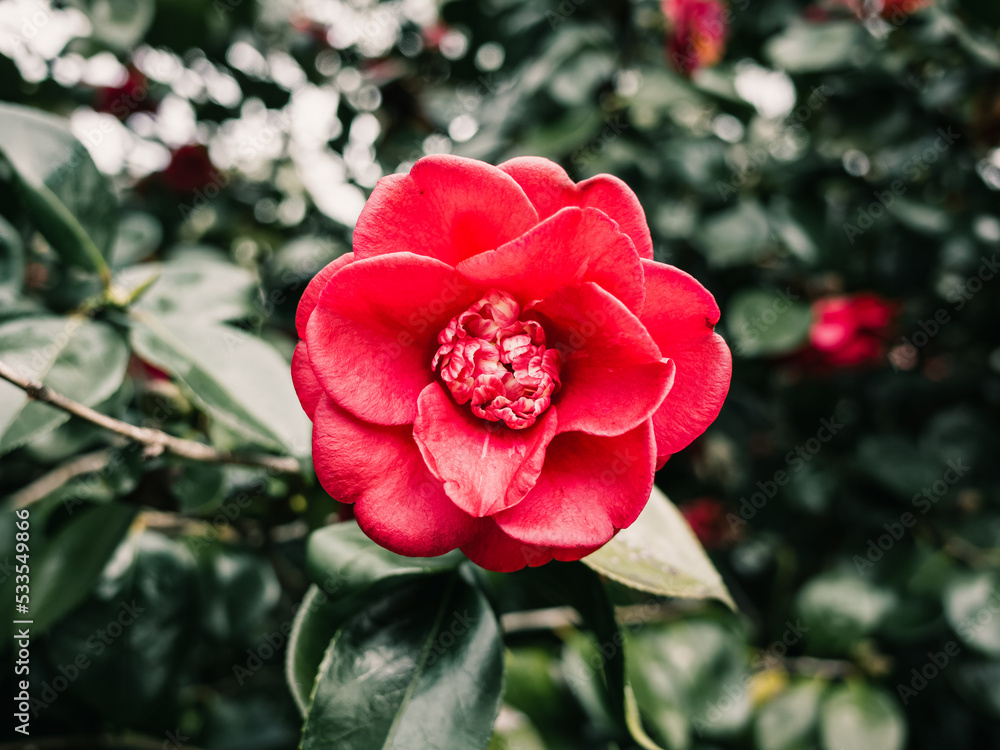 Obraz premium Red camellia