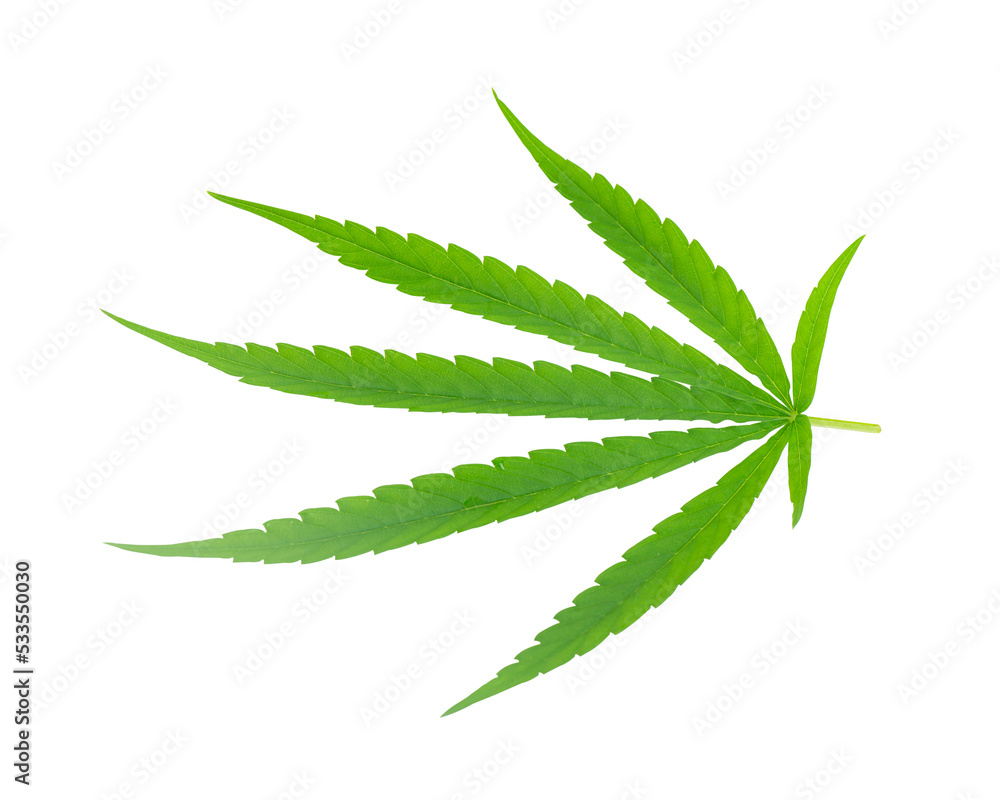 marijuana leaf on white background marijuana leaf on white background