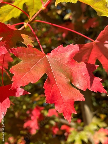 Maple Leaf