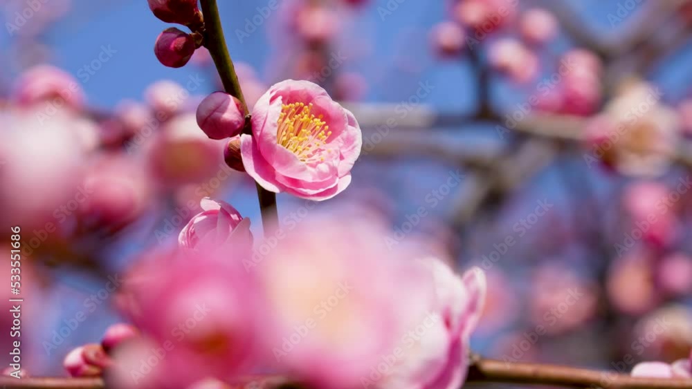風に揺れるピンクの梅の花のティルトアップ動画 風に揺れるピンクの梅の花のティルトアップ動画