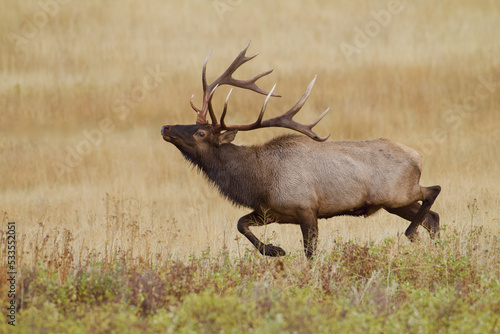 Tablou pe pânză Huge bull Elk trotting across a meadow during the autumn mating season