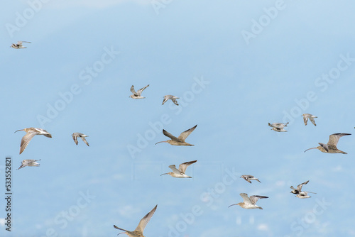 野鳥のシギの群れ © KsDesign