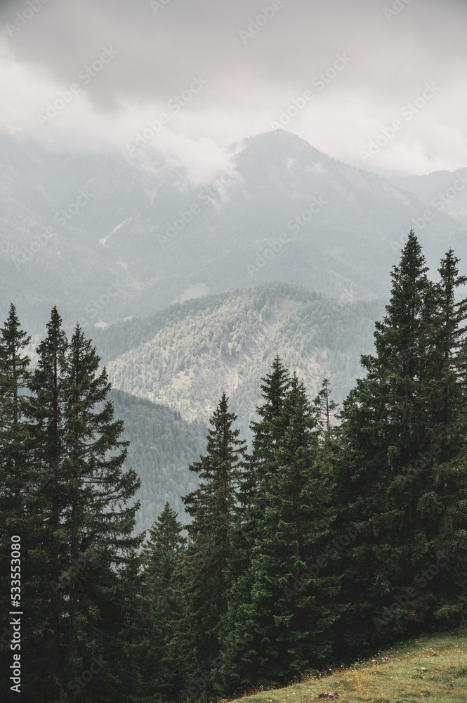 trees in the mountains