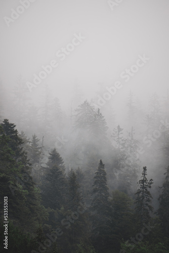 fog in the forest © Clement