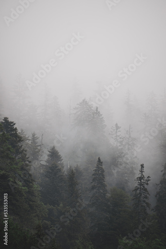 fog in the forest