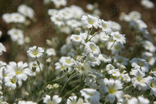 Blooming white flowers on a summer day. © Viktors
