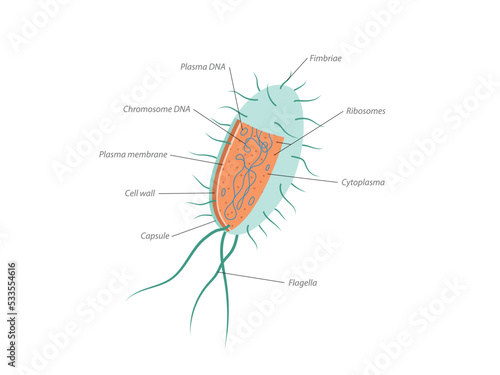 Archaebacteria inner and outer anatomical bacteria structure explanation diagram