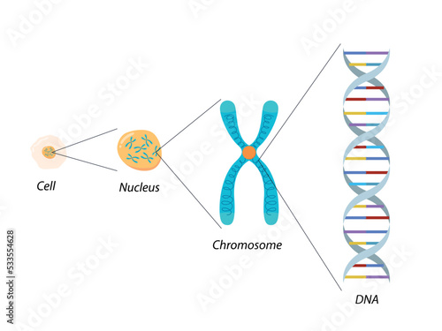 Structure of Cell, Chromosome and DNA. Molecular biology