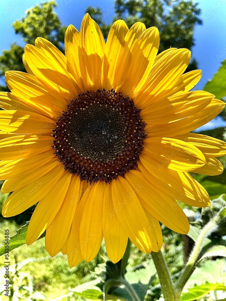 Naklejka premium sunflower on blue background