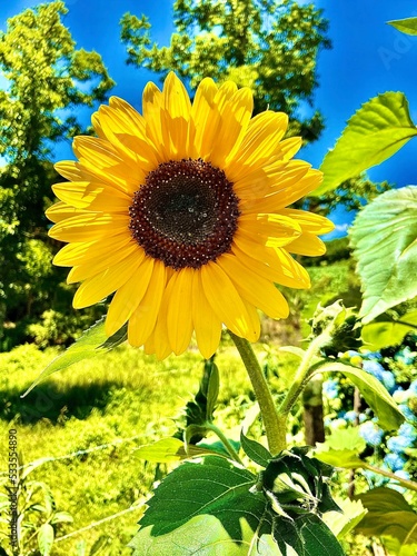 sunflowers in the field