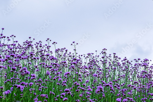 The beautiful and womderful flower field and background blue sky.