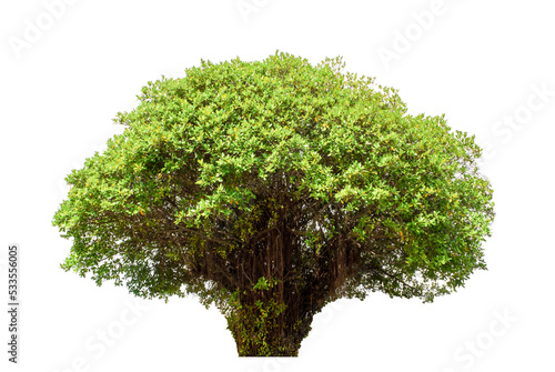 Tree on transparent picture background with clipping path  single tree with clipping path and alpha channel