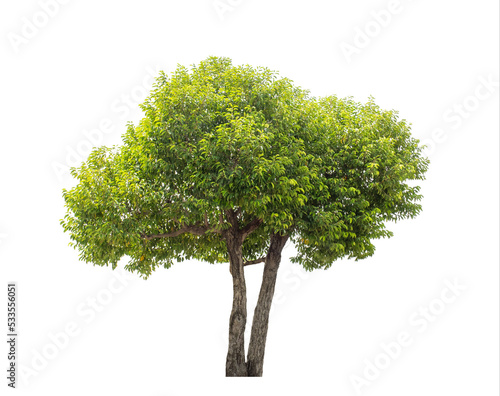 Green tree isolated on transparent background with clipping path, single tree with clipping path and alpha channel photo