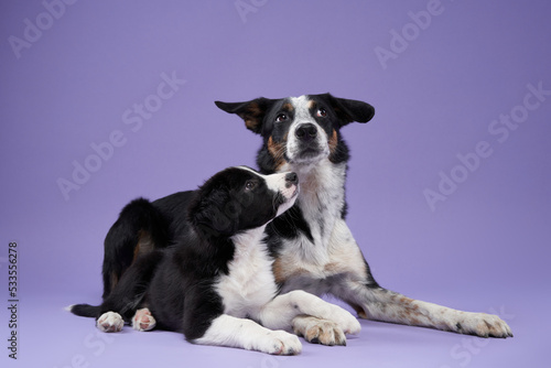 funny puppy and adult dog on purple background. Border collie dog with funny muzzle, emotion